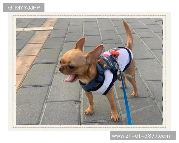 从草根到巨星足球球星吉娃娃热血拼搏与荣耀传奇之路